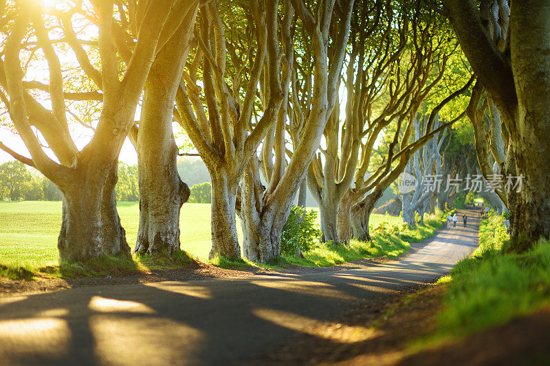 北爱尔兰安特里姆郡布雷格路(breagh Road)上的“黑暗树篱”(The Dark hedge)是一条山毛榉林荫大道